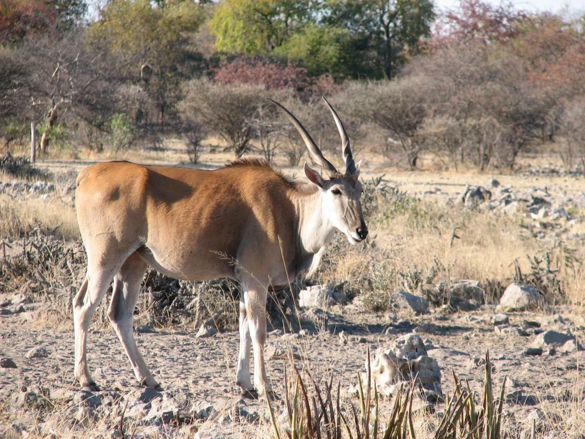 Kalkfontein Guestfarm Hotel Grootfontein Zewnętrze zdjęcie