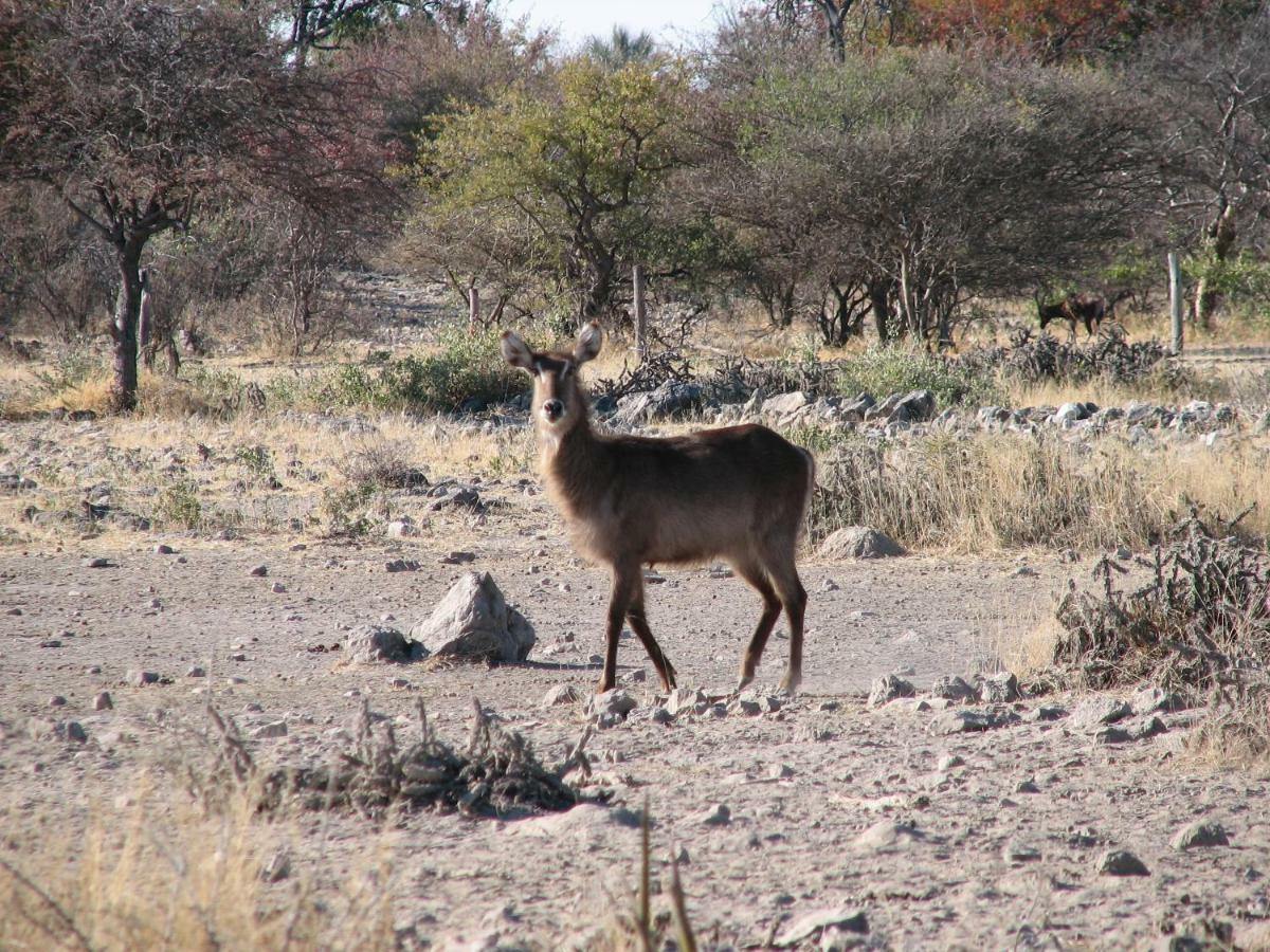 Kalkfontein Guestfarm Hotel Grootfontein Zewnętrze zdjęcie